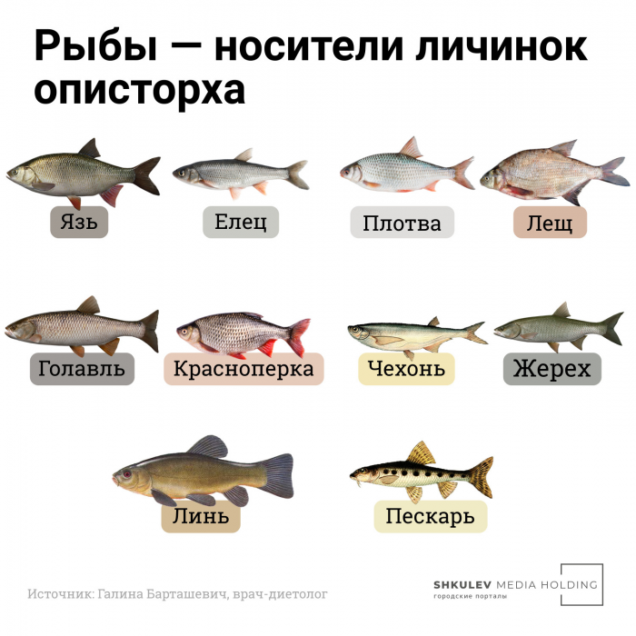 Объясняем на картинках: какая рыба самая полезная, какая самая вредная и кому ее вообще нельзя