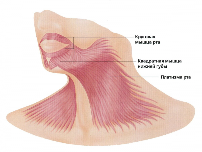 Красивая шея и молодое лицо: как укрепить главную мыщцу красоты простыми упражнениями за один месяц