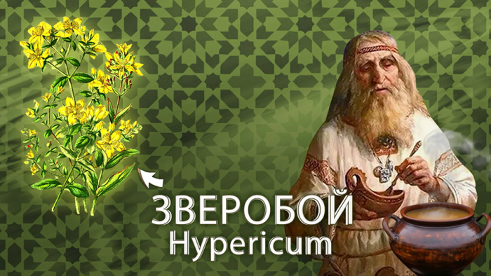 Зверобой от стресса