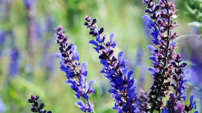 Шалфей при ангине