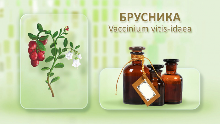 Брусника для женского здоровья
