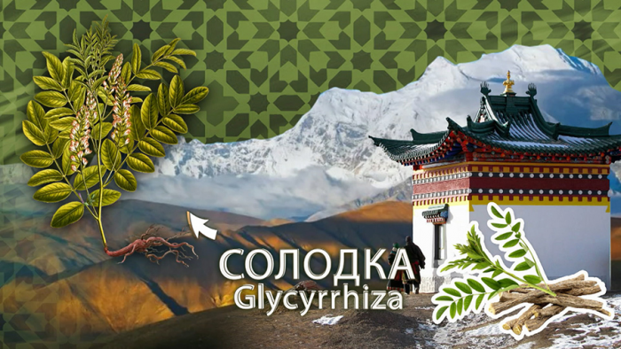 Солодка от кашля