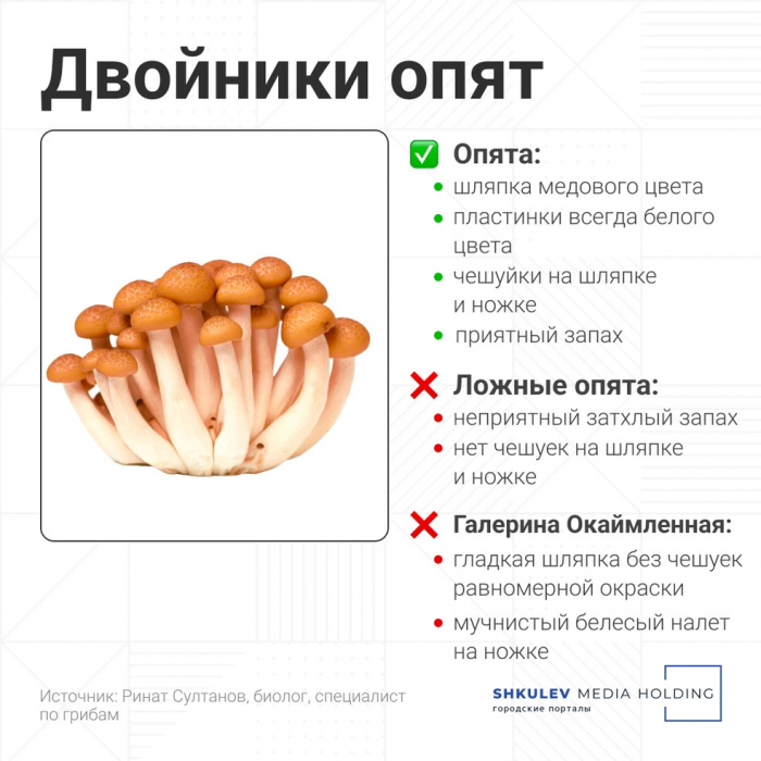 Смертельно опасны: как отличить ложные грибы — двойники от съедобных