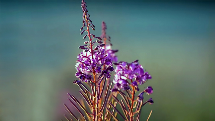 naromedik.ru - Здоровье и Красота, Рецепты народной Медицины и Красоты 