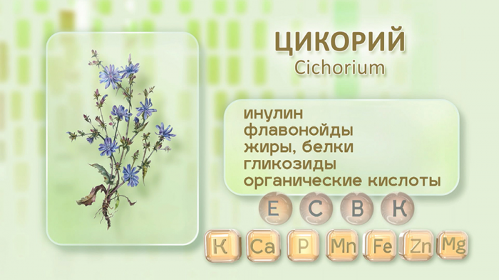 Цикорий для печени