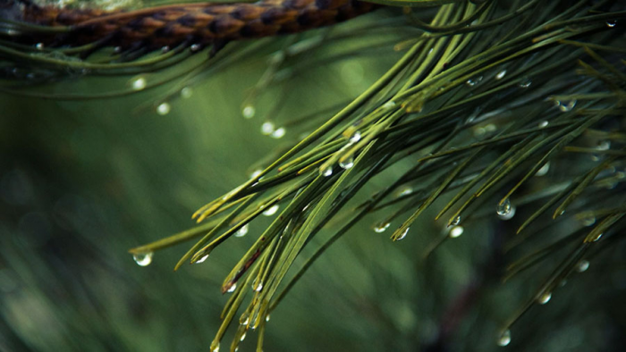 Хвоя для суставов