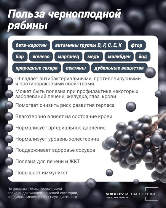 Снижает холестерин, но может «уронить» давление: кому нельзя есть черноплодную рябину