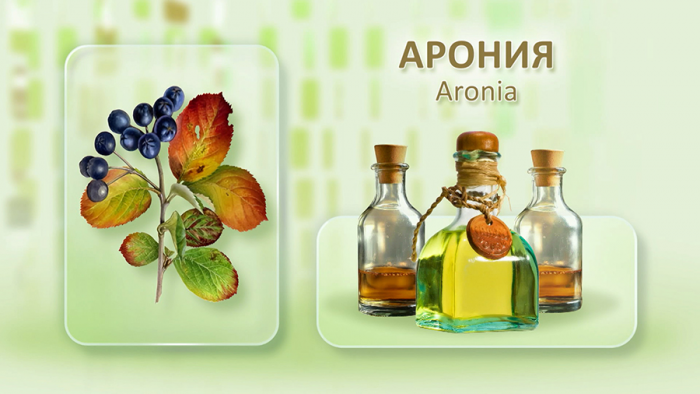 Черноплодка от давления