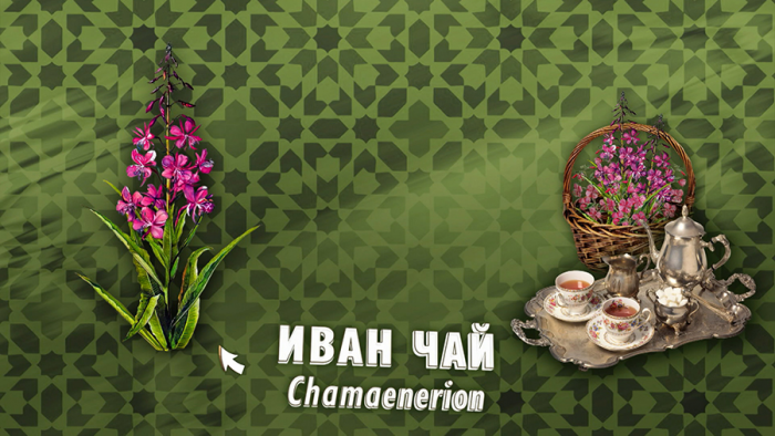 Иван-чай для иммунитета