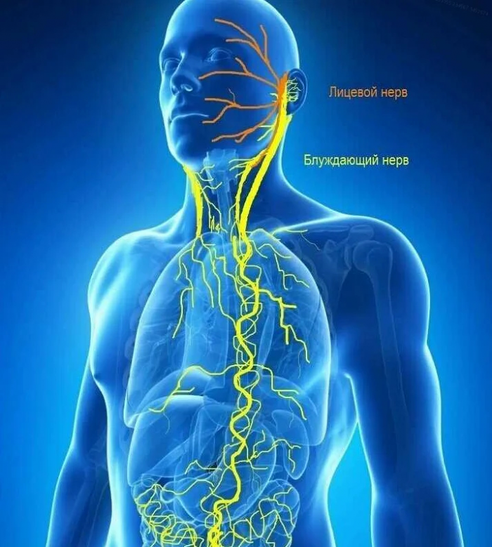 Как блуждающий нерв вагус влияет на нас и как мы можем на него воздействовать