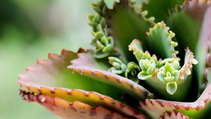 naromedik.ru - Здоровье и Красота, Рецепты народной Медицины и Красоты 