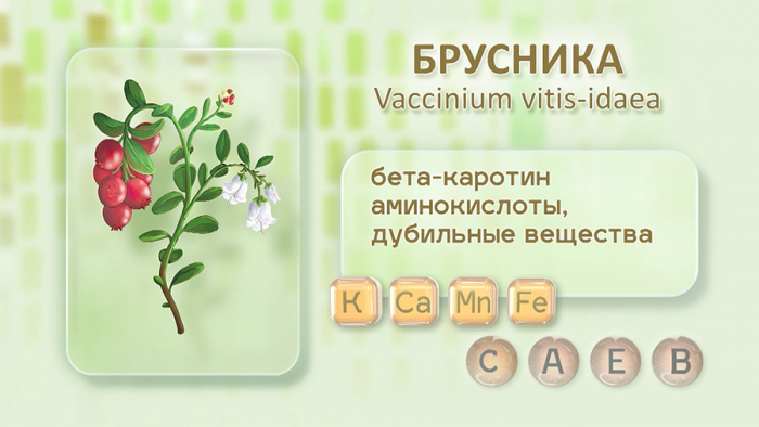 Брусника для женского здоровья