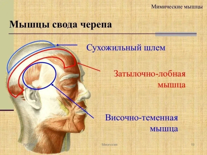 Волосы не выпадают, они стали гуще, а на лице разгладились морщины. Затрачивать можно 5 минут на массаж затылка, лба и головы