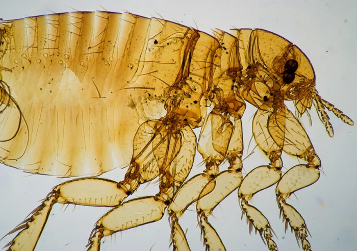 Может ли собачья блоха укусить человека? И если да, что произойдет?