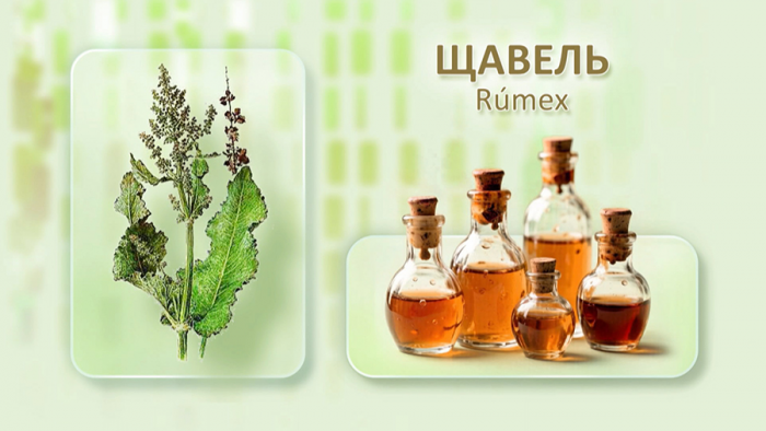 Щавель для пищеварения
