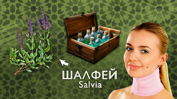 Шалфей при ангине