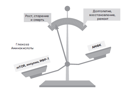 Противоядие против старения: как работает рапамицин