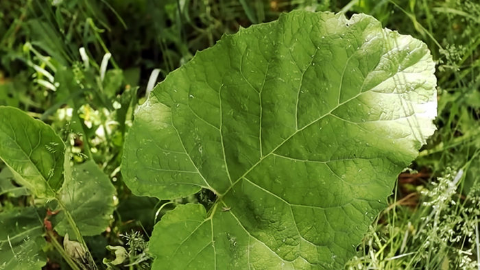 naromedik.ru - Здоровье и Красота, Рецепты народной Медицины и Красоты 