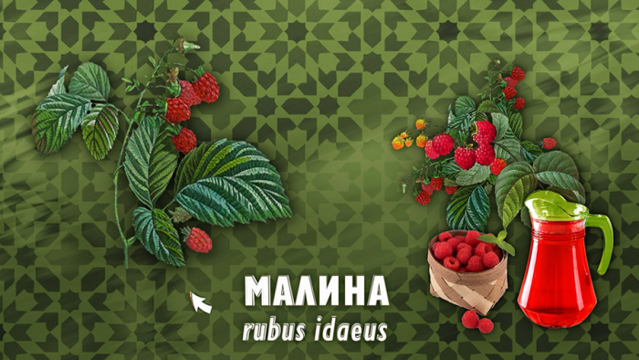 Малина-антибиотик