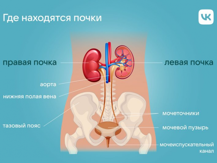 Где находятся почки у человека: схема расположения, симптомы болезни и методы профилактики