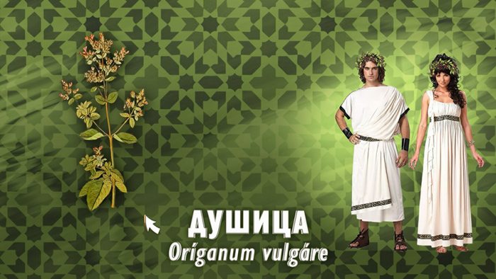 Душица для пищеварения