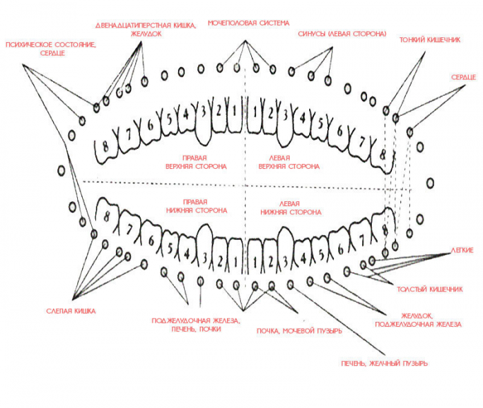 Зубы связаны с внутренними органами: как обнаружить проблемы