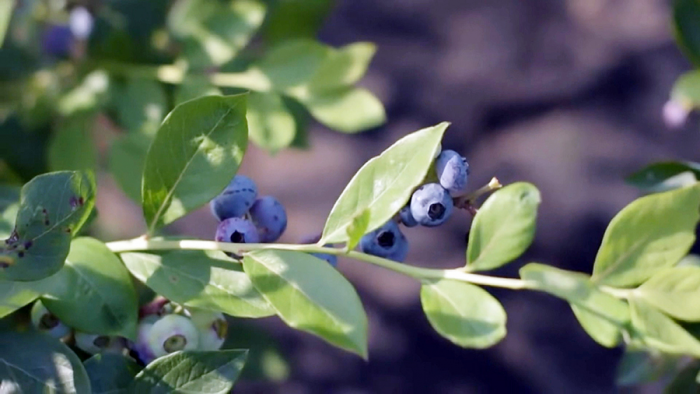 Черника для зрения