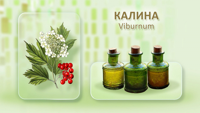 Калина от простуды