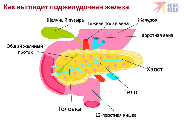 Поджелудочная железа человека: все, что нужно знать об этом удивительном органе