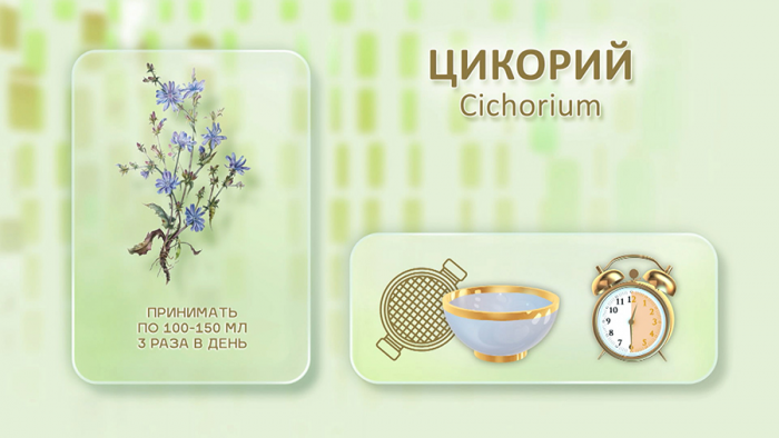 Цикорий для печени