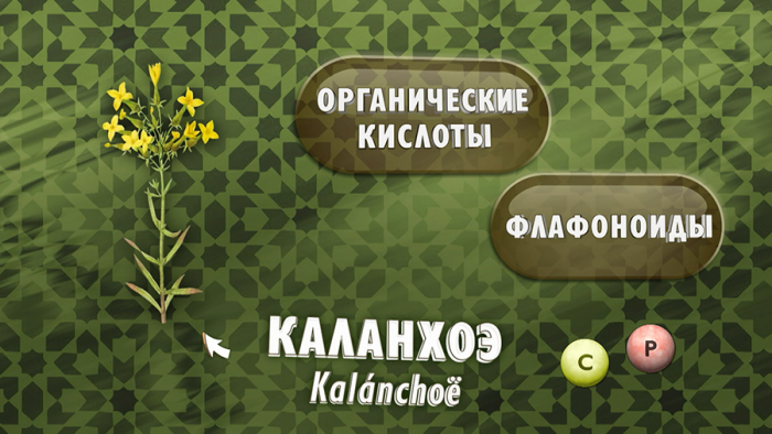 Каланхоэ при простуде