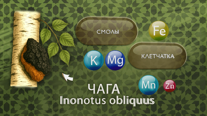Чага для иммунитета