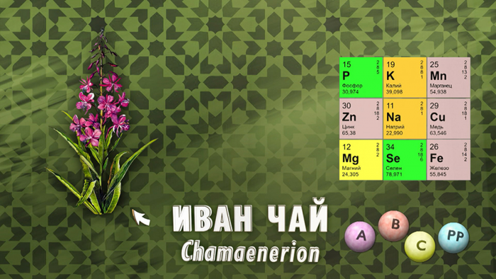 Иван-чай для иммунитета