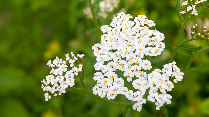 Тысячелистник от гастрита