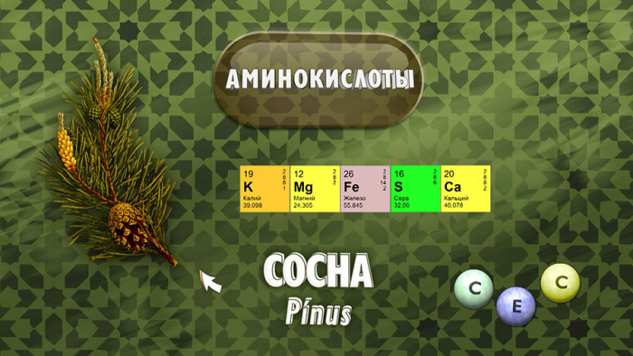 Хвоя для суставов