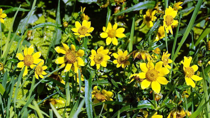 Череда для кожи