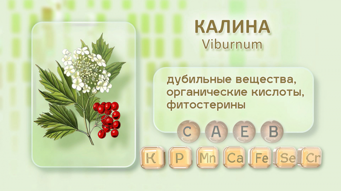 Калина от простуды
