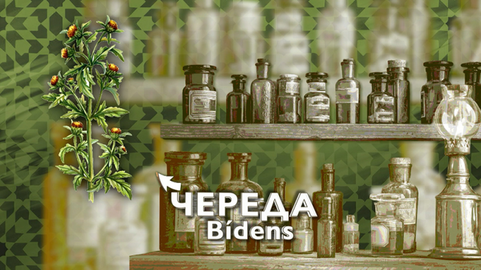 Череда для кожи