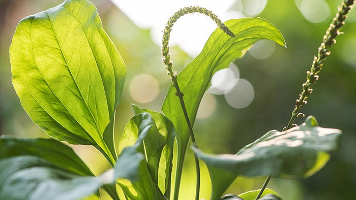 naromedik.ru - Здоровье и Красота, Рецепты народной Медицины и Красоты 