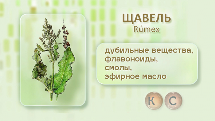 Щавель для пищеварения