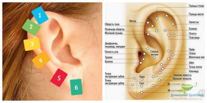 6 точек на ухе, которые вернут здоровье и хорошее самочувствие