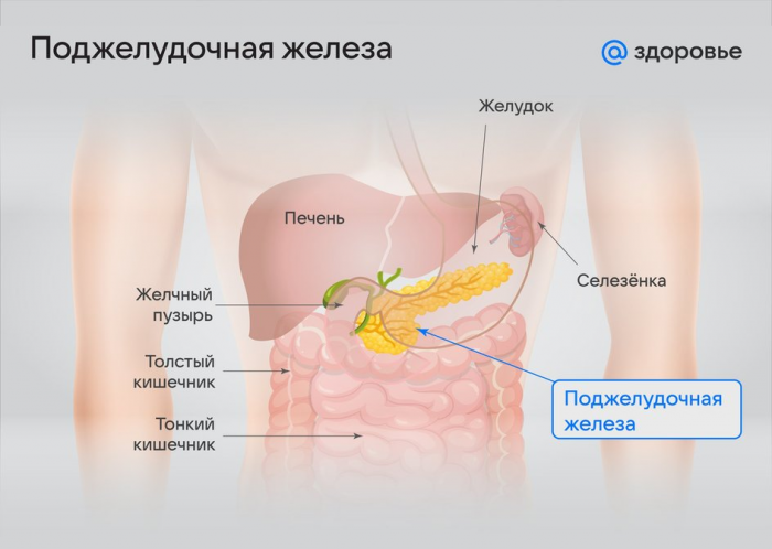 Где находится поджелудочная железа у человека: особенности расположения и строения