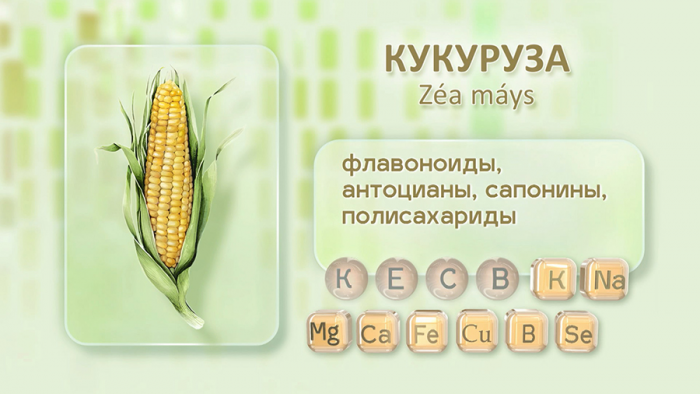 Кукуруза для печени