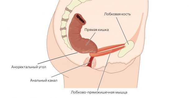 Как правильно какать, чтобы сохранить здоровье