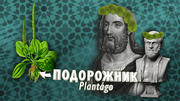 Подорожник для пищеварения