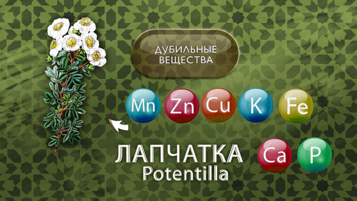 Лапчатка для щитовидки