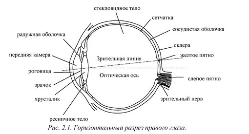 Как устроено наше зрение, или Почему мы лучше видим, когда прищуриваемся?