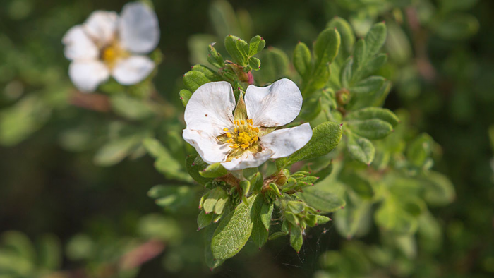 Лапчатка для щитовидки