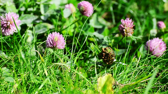 naromedik.ru - Здоровье и Красота, Рецепты народной Медицины и Красоты 