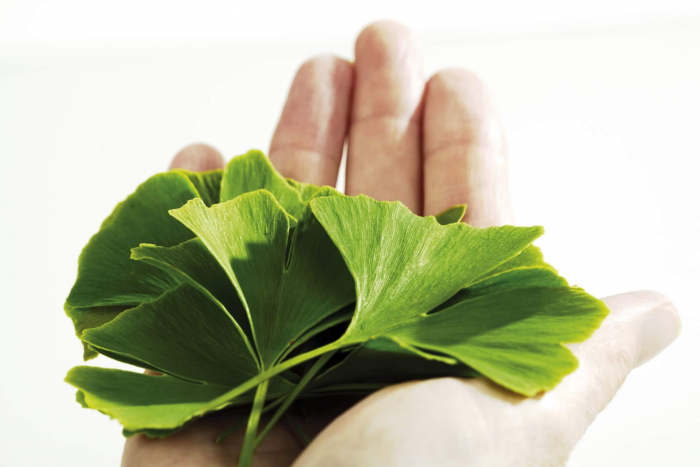 Эти травы улучшат память и здоровье мозга